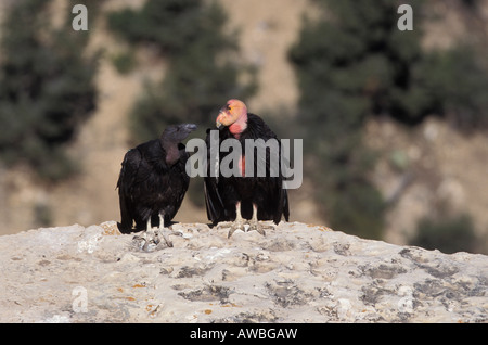 California Condor adulto e immaturi, Gymnogyps californianus, arroccato su sperone di roccia. Foto Stock