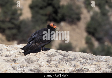 California Condor ,Gymnogyps californianus, arroccato su sperone di roccia. Foto Stock