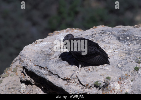 California Condor 305, Gymnogyps californianus, arroccato su sperone di roccia. Foto Stock