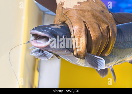 Close up di un pesce gatto detenuto da una persona con guanti Foto Stock