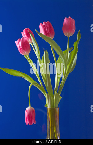 In prossimità di un bel colore rosa tulipani Foto Stock