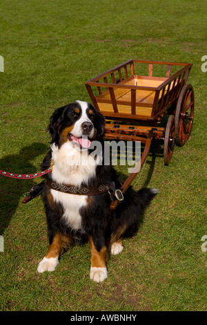 Il cane di montagna bernese ha imbrigliato ad un carro ad uno spettacolo del cane. Foto Stock