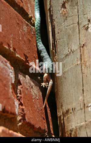 Serpente Mangiare Gecko Foto Stock