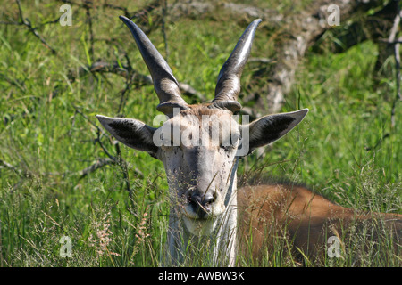 Eland close up colpo alla testa Foto Stock