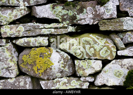 Abstract lichene secco sul muro di pietra in Cumbria. Regno Unito. Abstract Foto Stock