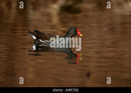 Moorhen Gallinula chloropus su stream con una bella riflessione in acqua Verulamium Park, St Albans Foto Stock