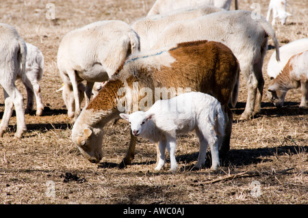 Pecore con la molla nuova agnelli in Kansas, Stati Uniti d'America. Foto Stock