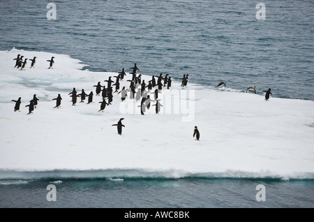 Adelie pinguini in esecuzione su ghiaccio floe e immersioni in mare in Antartide Foto Stock