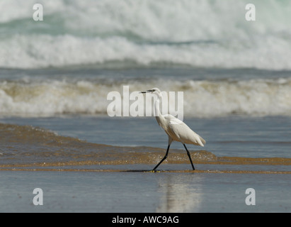 Una Garzetta Egretta garzetta wades attraverso il surf cerca di pesce Foto Stock