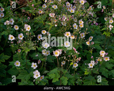 Giapponese (anemone hupehensis Anemone var. japonica) Foto Stock