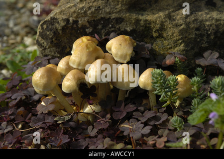 Golden Toadstools Gymnopilus Junonius generalmente trovata a livello del suolo in cluster attorno al vecchio albero di monconi e legno marcescente Foto Stock