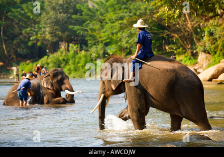 Elephant Camp vicino a Chiang Dao Thailandia Foto Stock