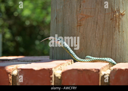 Serpente Mangiare Gecko Foto Stock