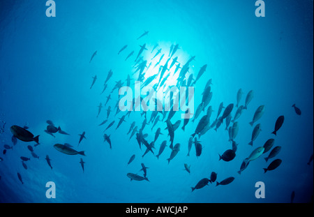 La scolarizzazione surgeonfishes allungato Acanthurus mata Maldive Oceano Indiano Meemu Atoll Foto Stock