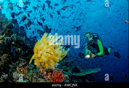 Subacqueo con giallo e crinoide scholling Redtooth i triggerfishes Odonus niger Maldive Oceano Indiano Meemu Atoll Foto Stock