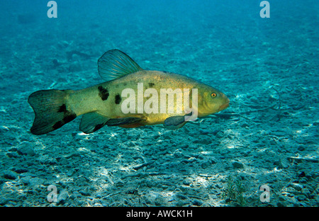 Tinca Tinca tinca Germania Starnberger See Bavaria Foto Stock