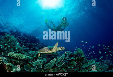 Tartaruga embricata e Sub Eretmochelys imbricata Maldive Oceano Indiano Meemu Atoll Foto Stock