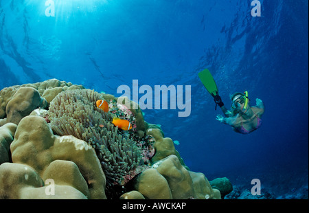 Maldive Anemonefishes e Snorkeler Amphiprion nigripes Maldive Oceano Indiano Meemu Atoll Foto Stock
