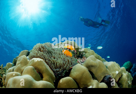 Maldive Anemonefishes e Snorkeler Amphiprion nigripes Maldive Oceano Indiano Meemu Atoll Foto Stock