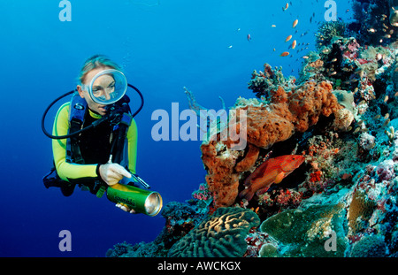 Diver al Coral reef di corallo cernia Cephalopholis miniata Maldive Oceano Indiano Meemu Atoll Foto Stock