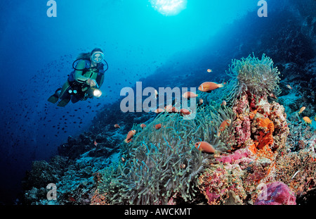 Subacqueo e Maldive Anemonefishes Amphiprion nigripes Maldive Oceano Indiano Meemu Atoll Foto Stock