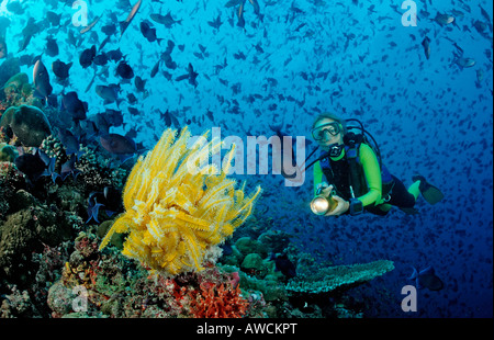 Subacqueo e crinoide giallo e Redtooth i triggerfishes Odonus niger Maldive Oceano Indiano Meemu Atoll Foto Stock