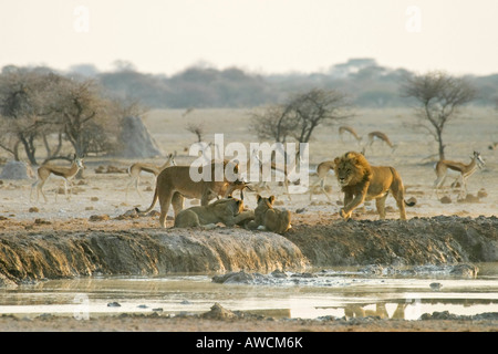 I Lions di caccia (Panthera leo) con springbok (Antidorcas marsupialis), Nxai Pan, tegami di Makgadikgadi National Park, Botswana, Afri Foto Stock