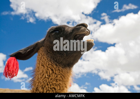 Ritratto di un llama (Lama glama), Altiplano, Bolivia, Sud America Foto Stock
