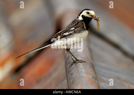 Pied wagtail Motacilla alba ssp yarellii estate 2005 Cornovaglia Foto Stock