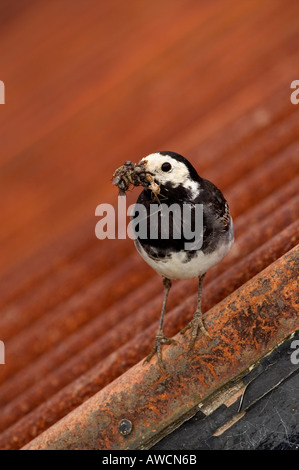 Pied wagtail Motacilla alba ssp yarellii raccolta di insetti Cornwall estate 2005 Foto Stock