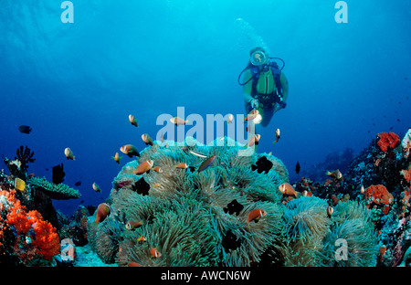 Maldive Anemonefish e subacqueo Amphiprion nigripes Maldive Oceano Indiano Meemu Atoll Foto Stock