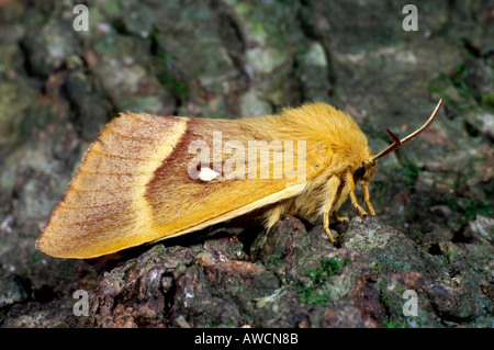 Oak eggar femmina falena Lasiocampa quercus su legno Settembre 2005 Cornovaglia Foto Stock