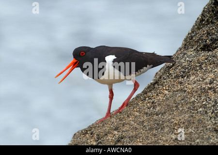 Chiamate Oystercatcher Haematopus ostralegus Cornovaglia 2004 Foto Stock