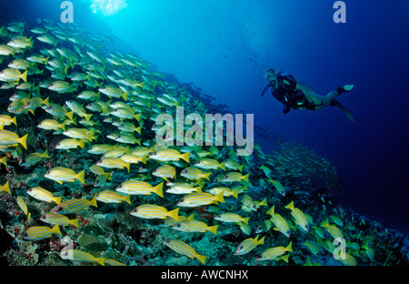 La scolarizzazione Bluestripe lutiani e subacqueo Lutjanus kasmira Maldive Oceano Indiano Meemu Atoll Foto Stock