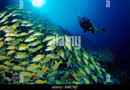 La scolarizzazione Bluestripe lutiani e subacqueo Lutjanus kasmira Maldive Oceano Indiano Meemu Atoll Foto Stock