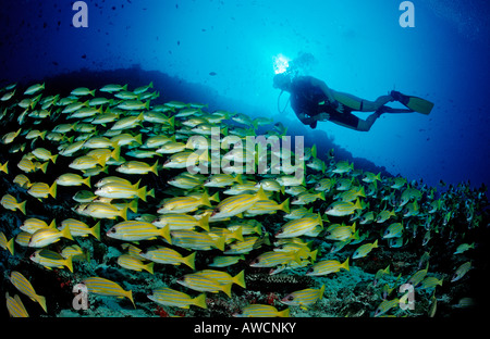 La scolarizzazione Bluestripe lutiani e subacqueo Lutjanus kasmira Maldive Oceano Indiano Meemu Atoll Foto Stock