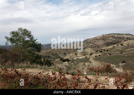 Vigneti, Monti Troodos, Cipro, Mediterraneo, Europa Foto Stock