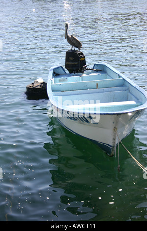 Pelican udienza del motore fuoribordo. Cabo San Lucas, Messico Foto Stock