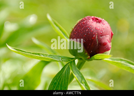 Paeonia officinalis peonia peonie germoglio di fiore Foto Stock