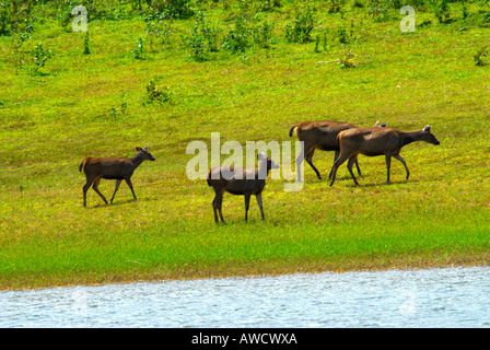 SAMBAR CERVI IN DEL PERIYAR riserva della tigre THEKKADY Foto Stock