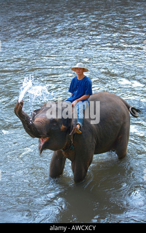 Elephant Camp vicino a Chiang Dao Thailandia Foto Stock