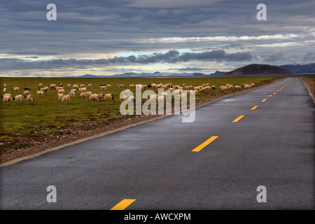 Paesaggio e pecore vicino a Nam Tso lake, Tibet Foto Stock