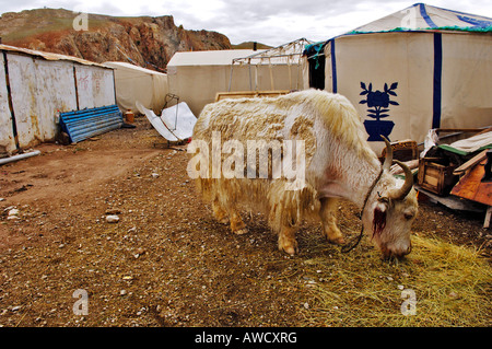 Yak energia solare forno, Tibet Foto Stock