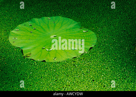 Lotus (Nelumbo), Shanghai, Cina e Asia Foto Stock