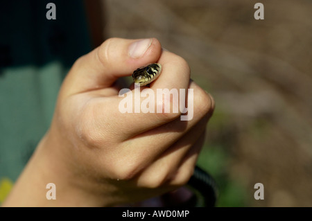 Blindworm o rallentare il worm (Anguis fragilis) che spuntavano di un bambino la mano Foto Stock