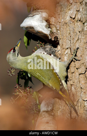 Picchio cenerino (Picus canus) Foto Stock