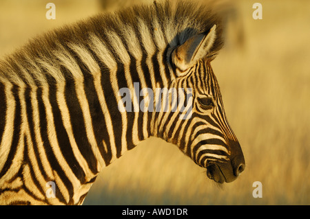 Le pianure Zebra (Equus quagga), puledro, ritratto Foto Stock