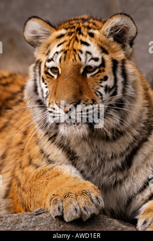 Tigre Siberiana (Panthera tigris altaica), cub Foto Stock