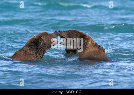 Alaska l'orso bruno (Ursus arctos), giovani orsi scherzosamente combattimenti in acqua Foto Stock