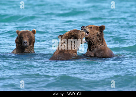 Alaska l'orso bruno (Ursus arctos), giovani orsi play-combattimenti in acqua Foto Stock